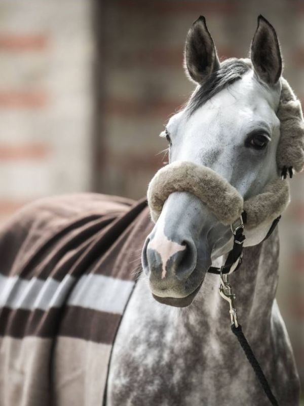 MATTES Woll Abschwitzdecke