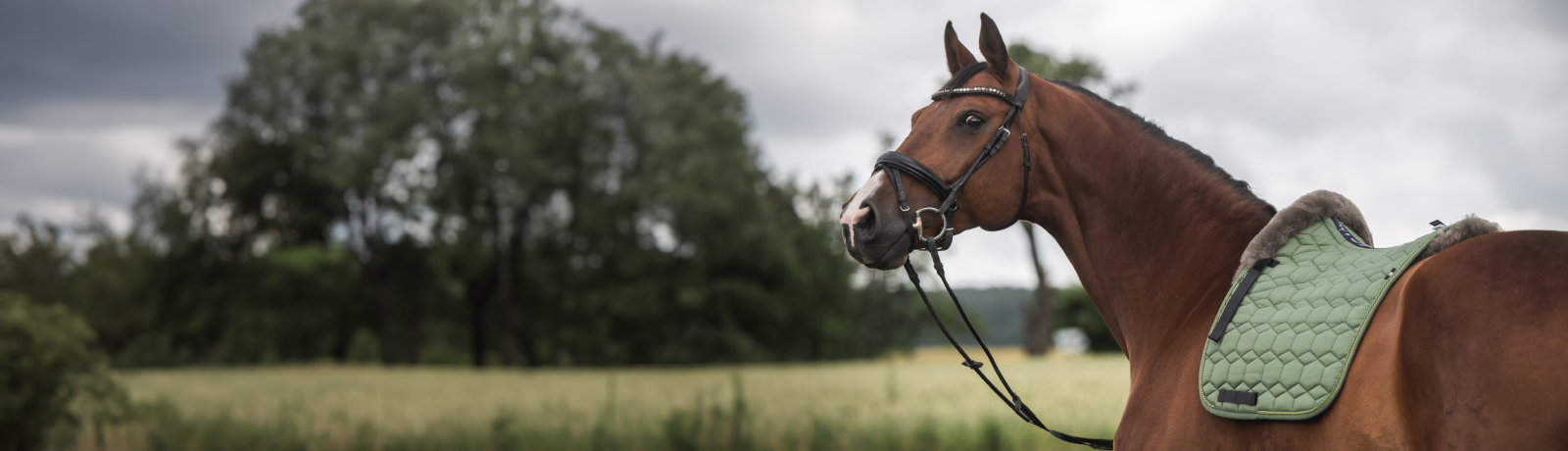 MATTES Reitsport Shop Lammfellprodukte